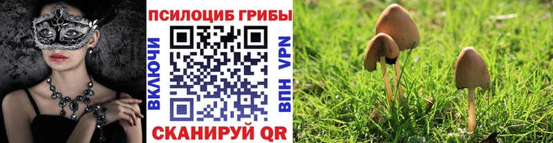 цены   Новосокольники  Псилоцибиновые грибы мицелий 